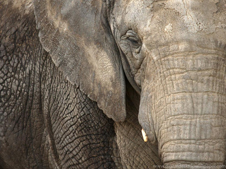 Elephant-003