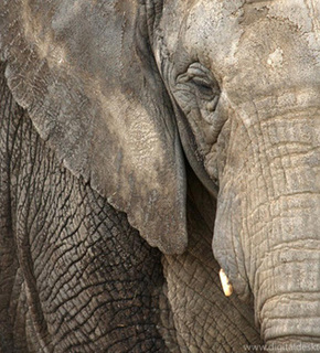 Elephant-003_medium
