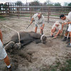 Elephant_in_ropes_thumb