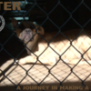 Shelter_title_thumb
