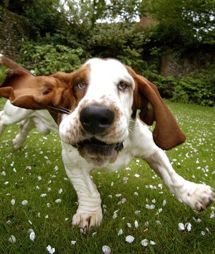 Basset9
