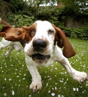 Basset9_medium