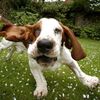 Basset9_thumb