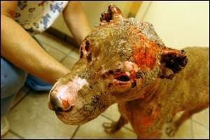 Burnt_pit_bull