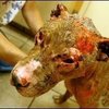 Burnt_pit_bull_thumb