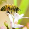 Bee_thumb