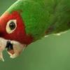 feralparrot