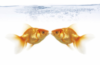 Istock_000004707319large