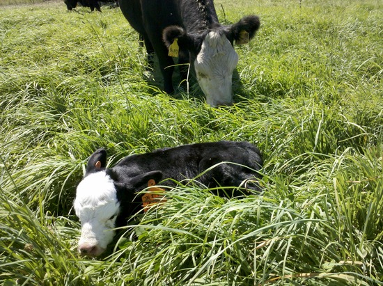 Ranch Life in photos