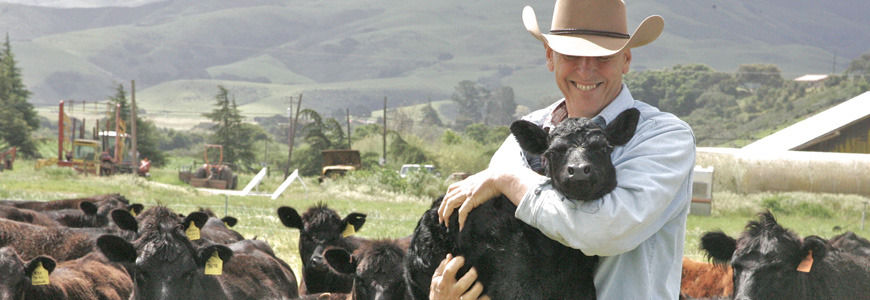 Our Cattle