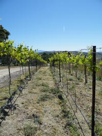 vineyard