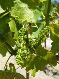 grapes
