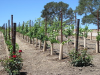 vineyard first year