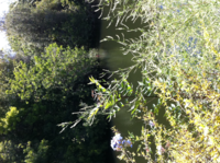 Executive Bike Commute Saga: Chapter 20 San Gabriel River to El Dorado Park Adventure, (Part 2 of Chapter 17)