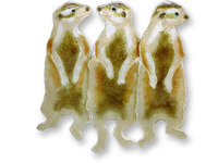 Meerkat Pin