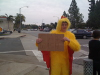 Working chicken