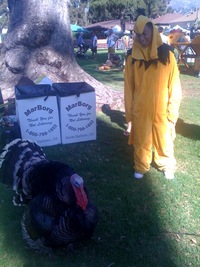 Chicken Chicken