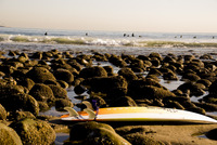 Surf Day