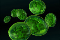 The 'Green' Breakthrough for Natural Detoxification The 'Green' Breakthrough for Natural Detoxification