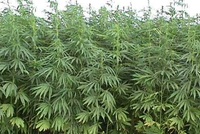 The Illegal Herb that Fights Cancer The Illegal Herb that Fights Cancer