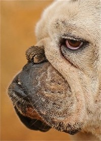 Jowls Jowl Lift Jowls Face Lift Acupuncture MicroCurrent
