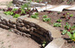 Urbanite Vegetable Planters