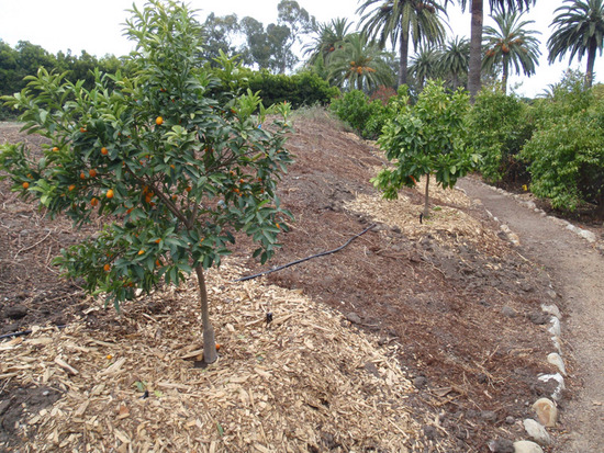 Fruit Trees