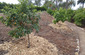 Fruit Trees