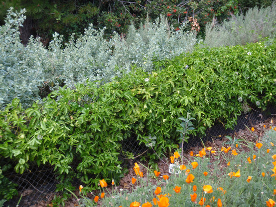 Privacy Hedges