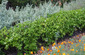 Privacy Hedges