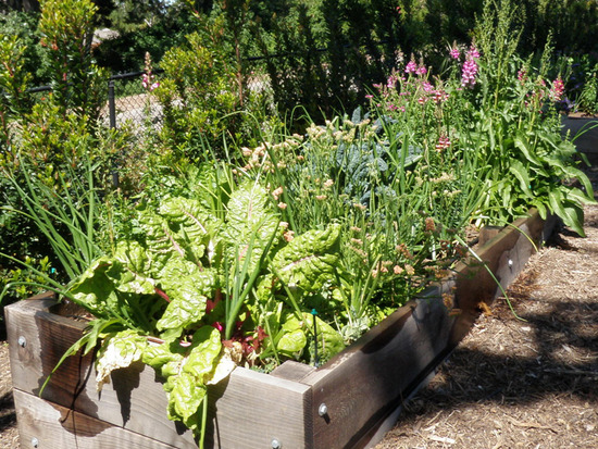 Raised Vegetable Beds