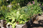 Raised Vegetable Beds