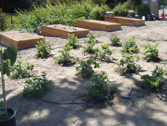 Raised Blueberry Beds