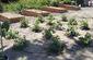Raised Blueberry Beds