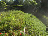 Existing Backyard