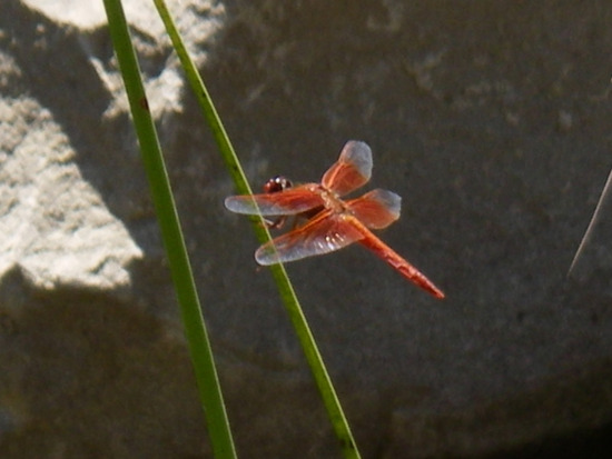 Dragonfly