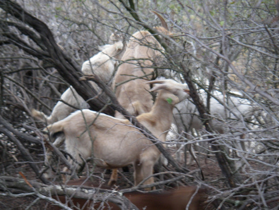 Goats Eating Chaparral