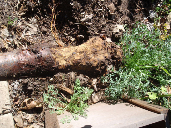 Gopher Damage
