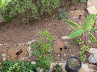Grey Water Mulch Basins