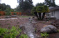 Bioswale in Action