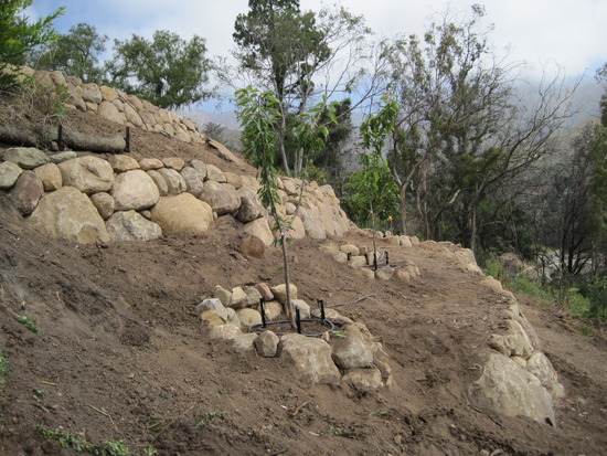 slope planting