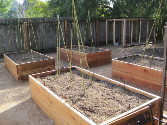 veggie bed complex