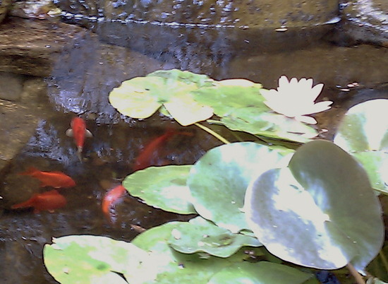 fish in pond