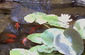 fish in pond