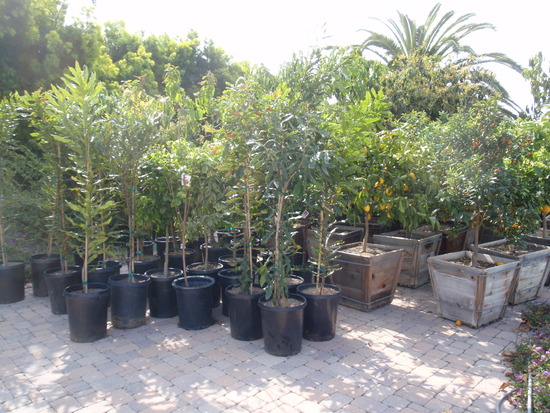 trees to be planted
