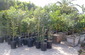 trees to be planted