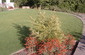 buffalo grass drought tolerant plants