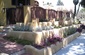 succulent garden terraces