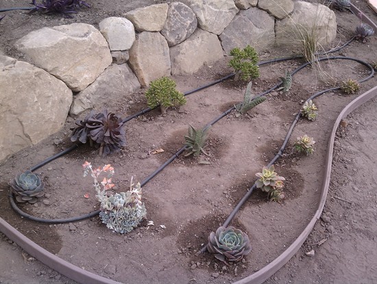 drip irrigation succulents