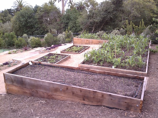 raised planting beds